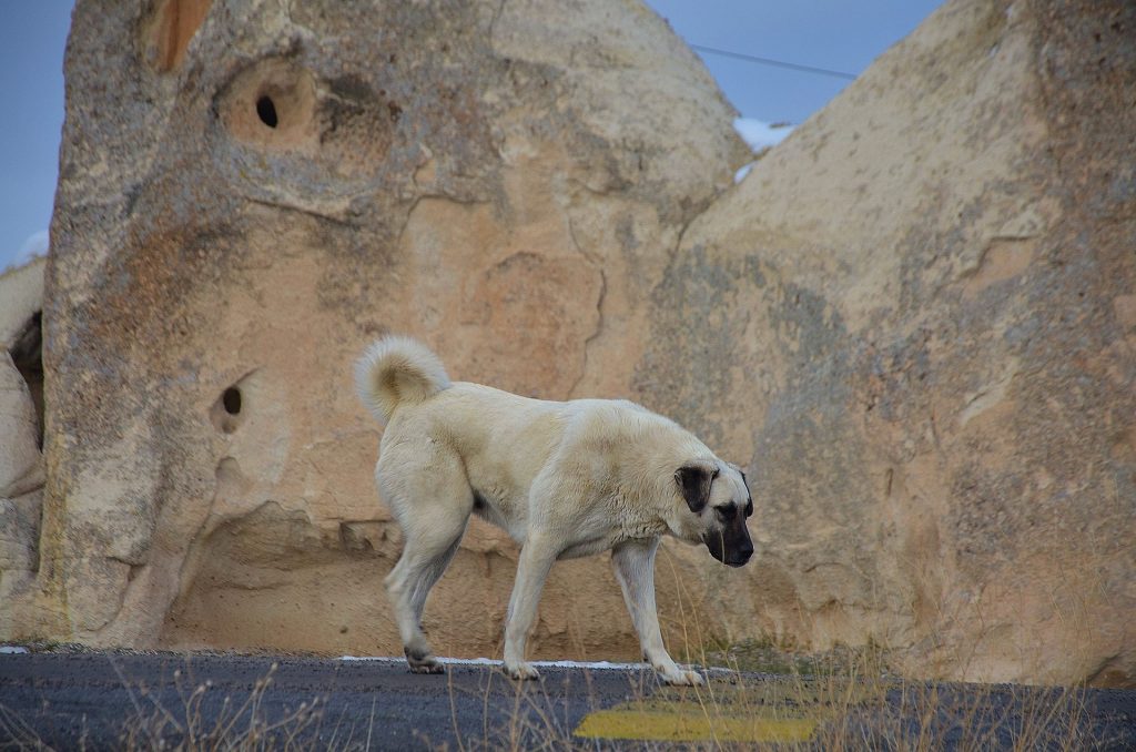 Kangal Köpeği İle İlgili Yanlış Bilinenler ve Gerçekler